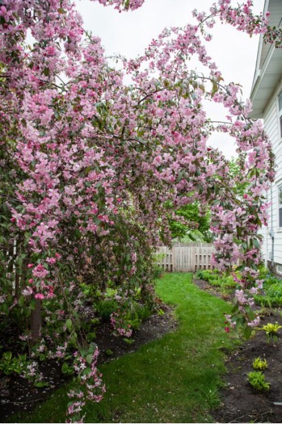 Яблуня плакуча Роял Б’юті для сучасного садового дизайну.
